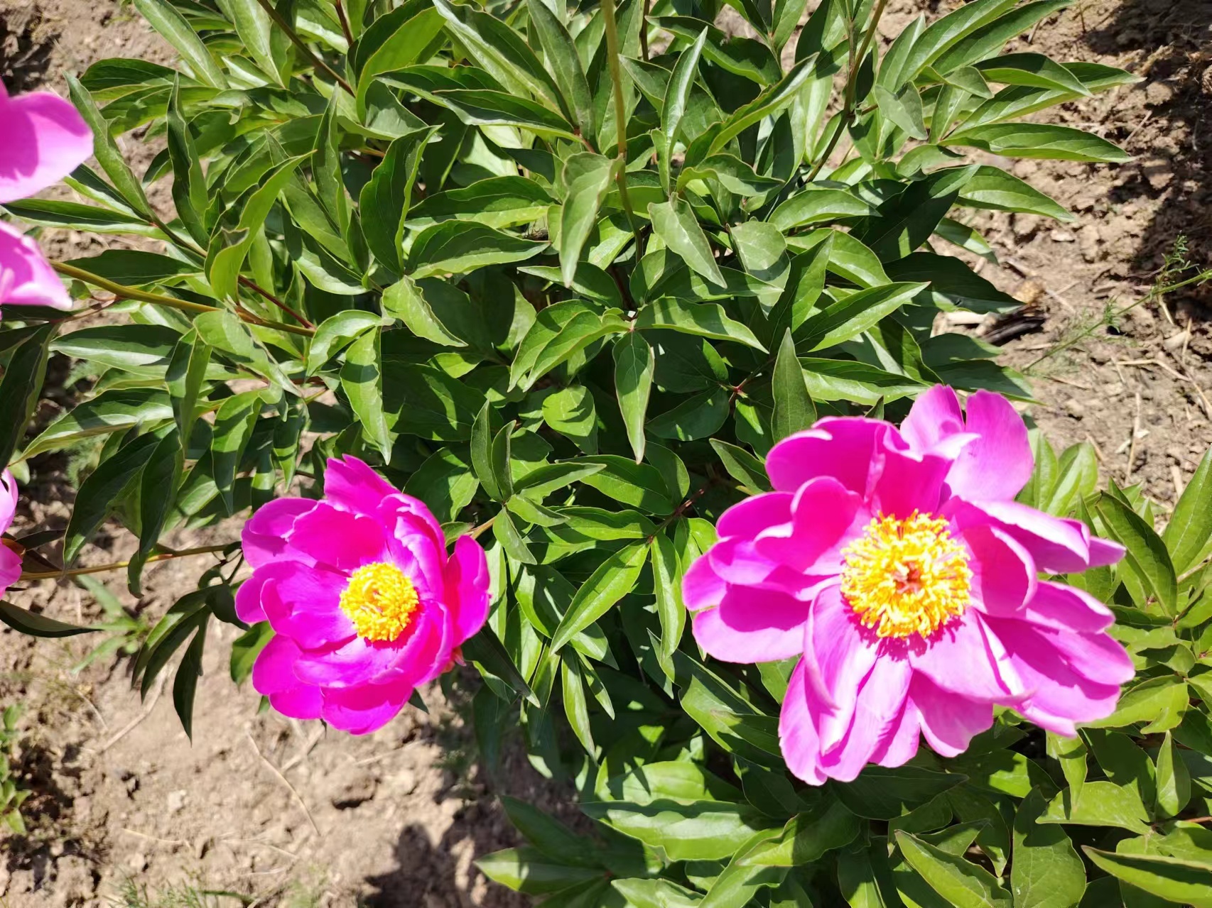 白芍